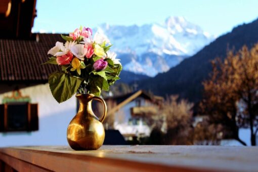 Piante da balcone: ecco le perle dell’inverno