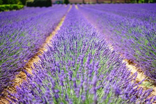Erbe e piante officinali: con queste vivi meglio