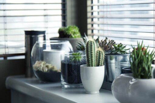 Piante da interno: ecco le più richieste