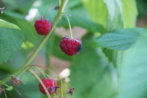 Parassiti del frutteto: ecco come liberarsene per sempre