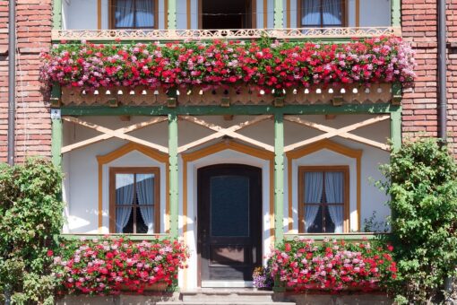 Dove si trova il tuo balcone? Le piante migliori in base all’esposizione al sole
