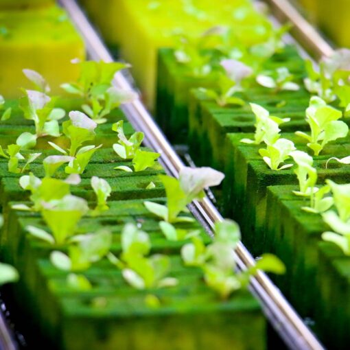 Energia green, alla scoperta del primo orto alimentato da fonti rinnovabili