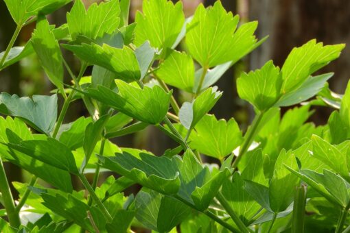 Erbe officinali da raccogliere in primavera: le più belle