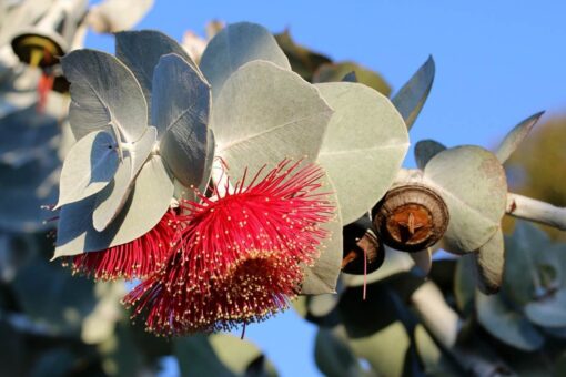 Piante officinali: con queste addio alla tosse