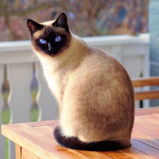 Festa del Gatto 2023 sostenibile, come rendere eco-friendly la vita indoor