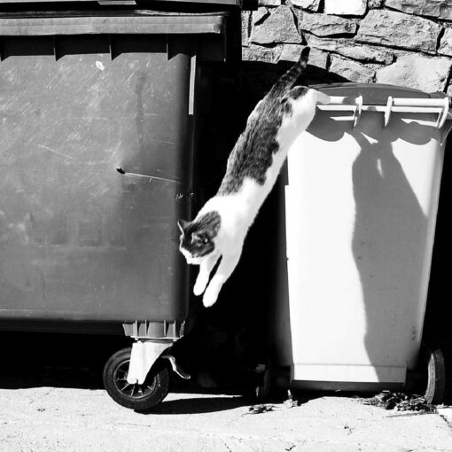 Riciclo e rifiuti, dove si butta la lettiera del gatto usata? Ecco la soluzione