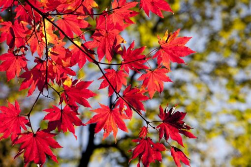 I 5 piccoli alberi più belli per il giardino