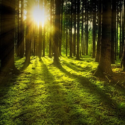 Giornata Internazionale delle Foreste 2024: celebriamo la sostenibilità
