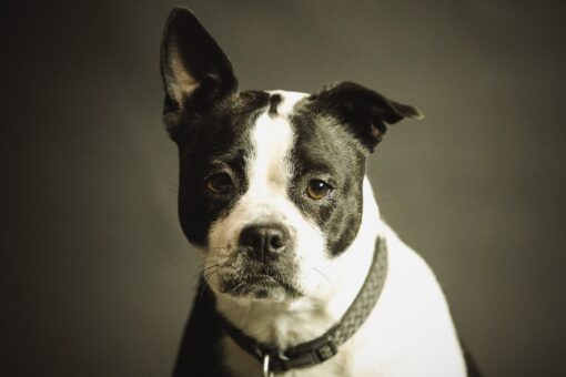 Video – Collare per il cane: come scegliere il modello perfetto