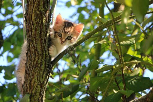 Unghie del gatto: cosa significa quando graffia e come evitarlo