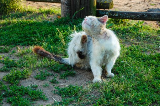 Pulci nel gatto: le migliori soluzioni per eliminarle