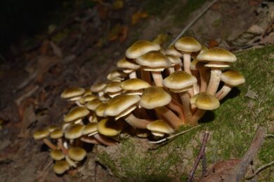 Funghi chiodini al naturale come fare procedimento semplice e sicuro