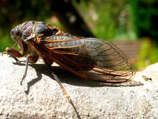 Cicala: tutte le informazioni sull’insetto canterino estivo