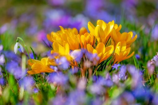 Quali sono i fiori da piantare a maggio nel giardino?