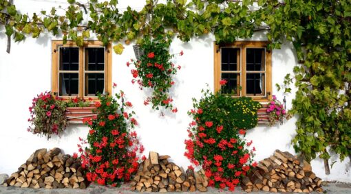 Piante rampicanti da giardino: idee per tutte le soluzioni