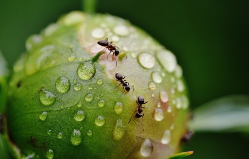 Formiche nelle piante? I migliori rimedi da sfruttare