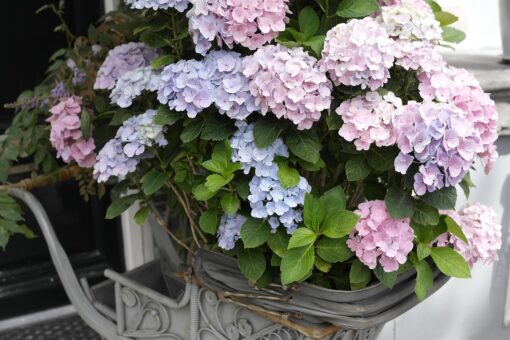 Piante e fiori per gli amanti dello stile shabby chic: le scelte più azzeccate