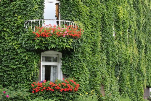 Piante rampicanti: le più belle da tenere in terrazzo o sul balcone