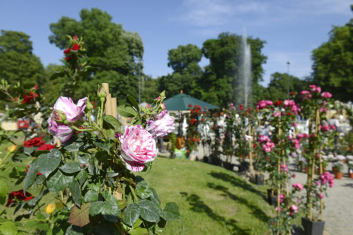 Orticola 2023: programma, eventi, biglietti della Mostra-Mercato di piante e fiori