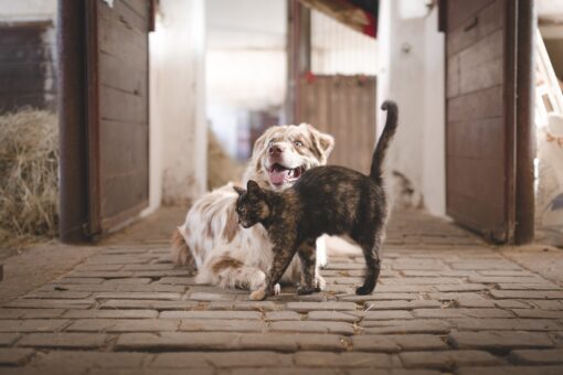 Acari delle orecchie: attenzione al cane e gatto che si grattano spesso