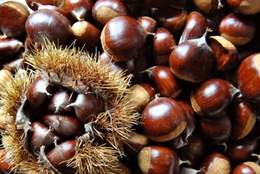 Video – Conservare le castagne: 5 metodi infallibili