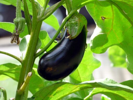 Coltivare le melanzane: ecco come avere un ricchissimo raccolto