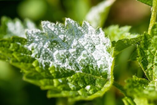 Muffa bianca delle piante: cause e rimedi naturali utili per risolvere il problema