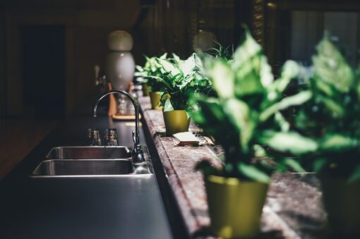 Le 5 piante che tutti dovrebbero tenere in cucina