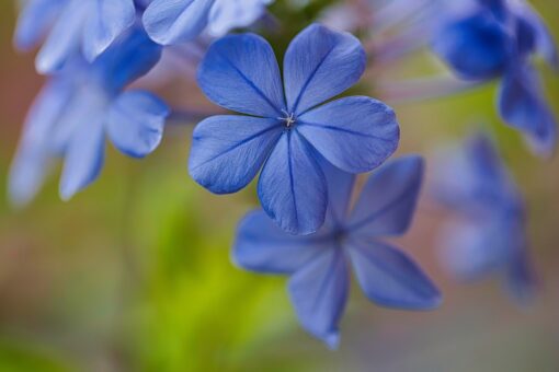 Cura del plumbago: come avere tanti splendidi fiori azzurri