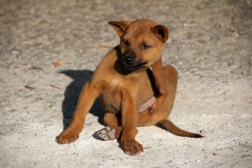 Pulci e zecche: rimedi e soluzioni per proteggere il tuo cane