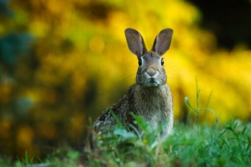 Quali animali posso tenere in giardino? L’elenco stupisce