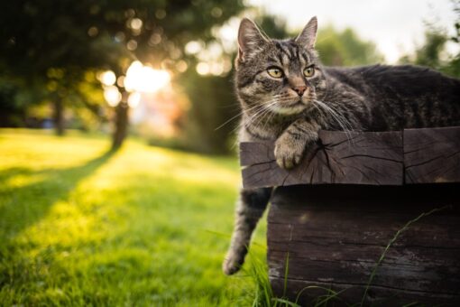 Cosa fare se il gatto del vicino entra nel mio giardino o in casa?