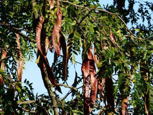 Spino di Giuda – Gleditsia Triacanthos