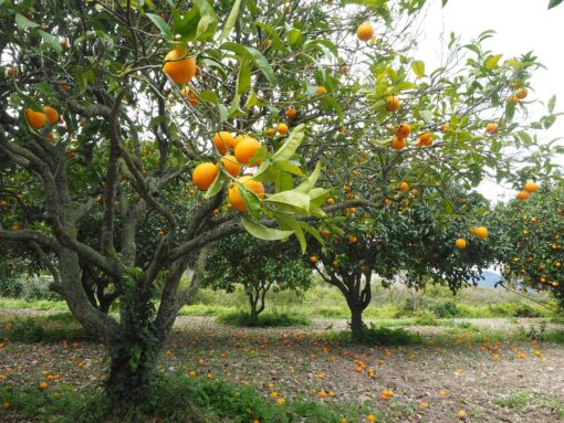 Frutteto a settembre: 7 lavori da fare in questo mese