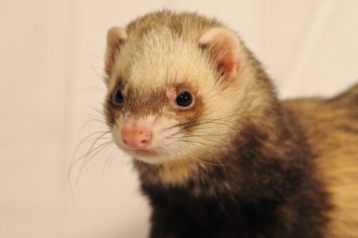 Furetto: 5 curiosità per amarlo ancora di più
