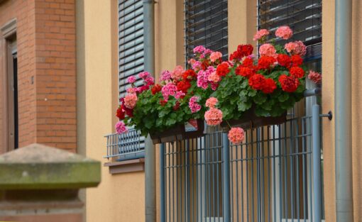 Geranio al sole? Non preoccuparti, come farlo durare a lungo
