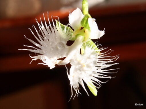 La tua orchidea si sta seccando? Hai dimenticato di fare questa cosa