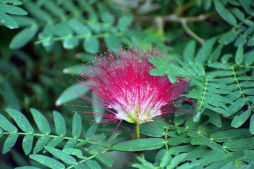 Pachira – Bombaco