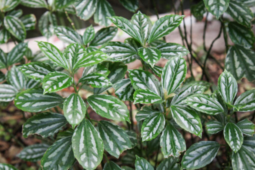 Pianta di Alluminio – Pilea Cadierei