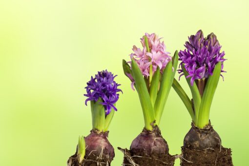 Marciume radicale: come prevenire e curare prima che sia troppo tardi