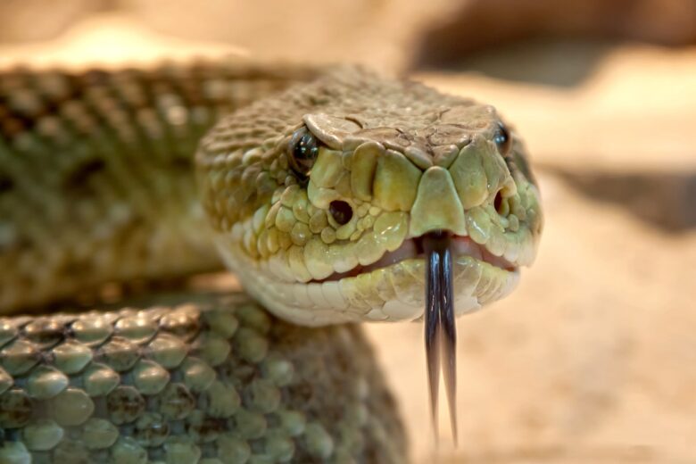 Serpenti-Roma-1