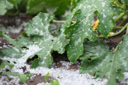 Orto colpito dalla grandine? Ecco come farti risarcire fino all’ultimo centesimo