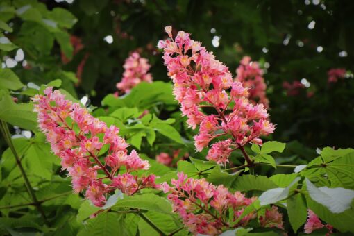 Aesculus Carnea