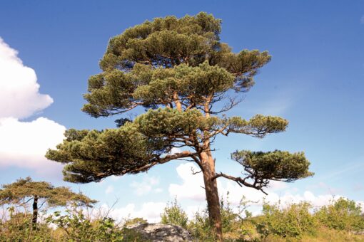 Pinus silvestre