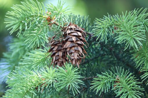 Pseudotsuga Menziesii