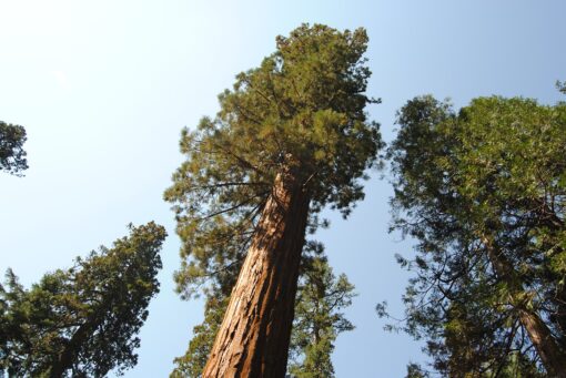Sequoiadendron