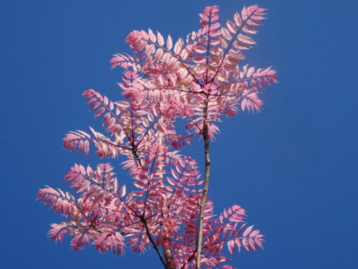 Cedrela Flamingo
