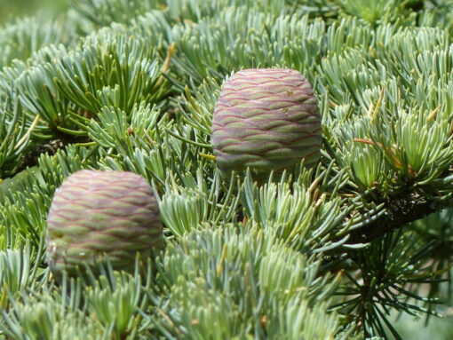 Cedrus atlantica