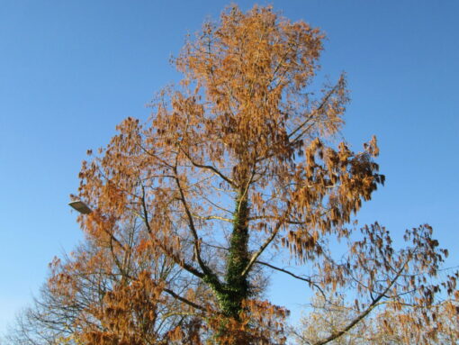Metasequoia Glyptostroboides
