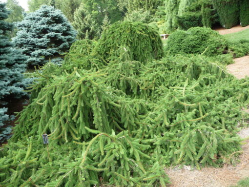 Picea Abies inversa